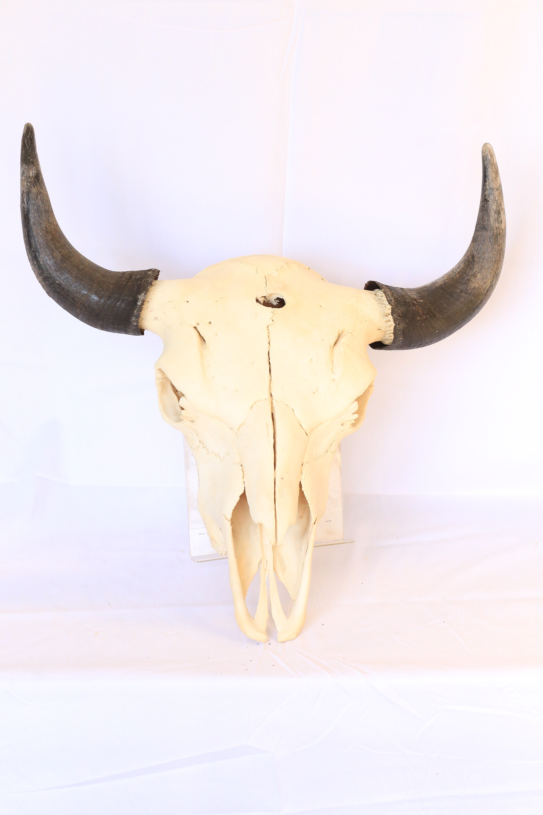 Real Buffalo Bison Skull